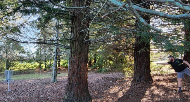 Disc Golf at Saxton in woods